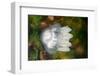 Rhizostoma Jellyfish in Black Sea-Mike_Kiev-Framed Photographic Print