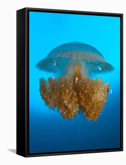 Rhizostome Jellyfish, Tulamben, Bali, Indonesia-null-Framed Stretched Canvas