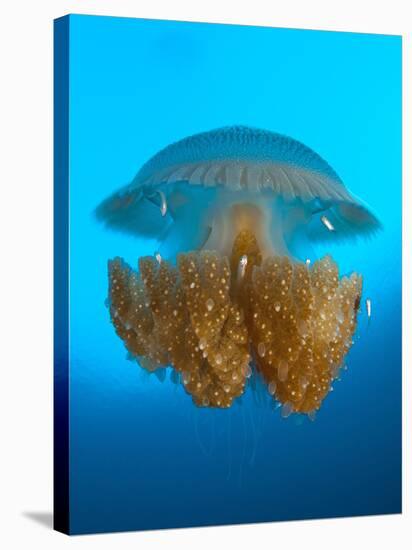 Rhizostome Jellyfish, Tulamben, Bali, Indonesia-null-Stretched Canvas