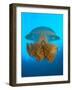 Rhizostome Jellyfish, Tulamben, Bali, Indonesia-null-Framed Photographic Print