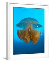 Rhizostome Jellyfish, Tulamben, Bali, Indonesia-null-Framed Photographic Print