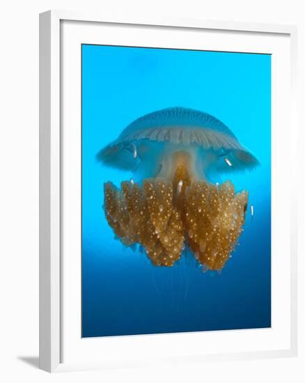 Rhizostome Jellyfish, Tulamben, Bali, Indonesia-null-Framed Photographic Print