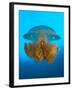 Rhizostome Jellyfish, Tulamben, Bali, Indonesia-null-Framed Photographic Print