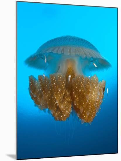 Rhizostome Jellyfish, Tulamben, Bali, Indonesia-null-Mounted Photographic Print
