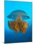 Rhizostome Jellyfish, Tulamben, Bali, Indonesia-null-Mounted Photographic Print