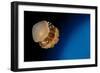 Rhizostome Jellyfish, Tulamben, Bali, Indonesia-null-Framed Photographic Print