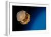 Rhizostome Jellyfish, Tulamben, Bali, Indonesia-null-Framed Photographic Print