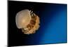 Rhizostome Jellyfish, Tulamben, Bali, Indonesia-null-Mounted Photographic Print