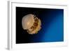 Rhizostome Jellyfish, Tulamben, Bali, Indonesia-null-Framed Photographic Print