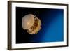 Rhizostome Jellyfish, Tulamben, Bali, Indonesia-null-Framed Photographic Print