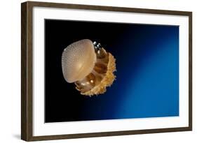 Rhizostome Jellyfish, Tulamben, Bali, Indonesia-null-Framed Photographic Print