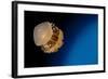 Rhizostome Jellyfish, Tulamben, Bali, Indonesia-null-Framed Photographic Print