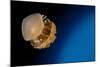 Rhizostome Jellyfish, Tulamben, Bali, Indonesia-null-Mounted Photographic Print