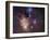 Rho Ophiuchi Nebula-Stocktrek Images-Framed Premium Photographic Print