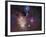 Rho Ophiuchi Nebula-Stocktrek Images-Framed Photographic Print