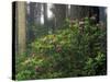 Rhoddy and Redwoods in Redwoods State Park, Del Norte, California, USA-Darrell Gulin-Stretched Canvas
