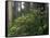 Rhoddy and Redwoods in Redwoods State Park, Del Norte, California, USA-Darrell Gulin-Framed Stretched Canvas