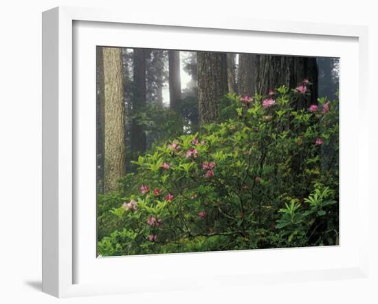 Rhoddy and Redwoods in Redwoods State Park, Del Norte, California, USA-Darrell Gulin-Framed Premium Photographic Print