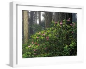 Rhoddy and Redwoods in Redwoods State Park, Del Norte, California, USA-Darrell Gulin-Framed Premium Photographic Print