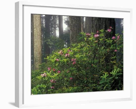 Rhoddy and Redwoods in Redwoods State Park, Del Norte, California, USA-Darrell Gulin-Framed Photographic Print