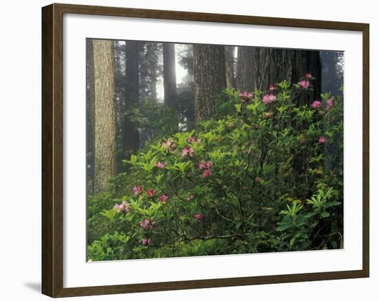 Rhoddy and Redwoods in Redwoods State Park, Del Norte, California, USA-Darrell Gulin-Framed Photographic Print