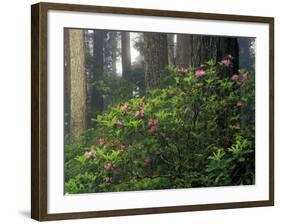 Rhoddy and Redwoods in Redwoods State Park, Del Norte, California, USA-Darrell Gulin-Framed Photographic Print