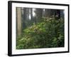Rhoddy and Redwoods in Redwoods State Park, Del Norte, California, USA-Darrell Gulin-Framed Photographic Print