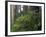 Rhoddy and Redwoods in Redwoods State Park, Del Norte, California, USA-Darrell Gulin-Framed Photographic Print