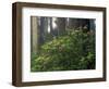 Rhoddy and Redwoods in Redwoods State Park, Del Norte, California, USA-Darrell Gulin-Framed Photographic Print