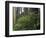 Rhoddy and Redwoods in Redwoods State Park, Del Norte, California, USA-Darrell Gulin-Framed Photographic Print