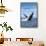 Rhode Island, Humpback Whale-Lantern Press-Framed Stretched Canvas displayed on a wall