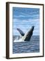 Rhode Island, Humpback Whale-Lantern Press-Framed Art Print