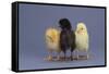 Rhode Island Red, Black Sex-Link and Leghorn Chicks in a Row-DLILLC-Framed Stretched Canvas