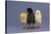 Rhode Island Red, Black Sex-Link and Leghorn Chicks in a Row-DLILLC-Stretched Canvas