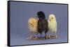 Rhode Island Red, Black Sex-Link and Leghorn Chicks in a Row-DLILLC-Framed Stretched Canvas