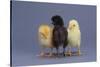 Rhode Island Red, Black Sex-Link and Leghorn Chicks in a Row-DLILLC-Stretched Canvas