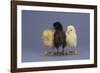 Rhode Island Red, Black Sex-Link and Leghorn Chicks in a Row-DLILLC-Framed Photographic Print