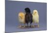 Rhode Island Red, Black Sex-Link and Leghorn Chicks in a Row-DLILLC-Mounted Photographic Print