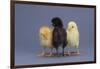 Rhode Island Red, Black Sex-Link and Leghorn Chicks in a Row-DLILLC-Framed Photographic Print