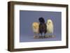 Rhode Island Red, Black Sex-Link and Leghorn Chicks in a Row-DLILLC-Framed Photographic Print