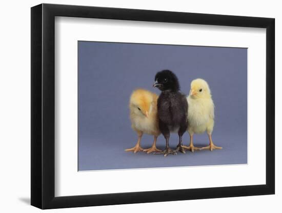 Rhode Island Red, Black Sex-Link and Leghorn Chicks in a Row-DLILLC-Framed Photographic Print