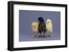 Rhode Island Red, Black Sex-Link and Leghorn Chicks in a Row-DLILLC-Framed Photographic Print