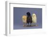 Rhode Island Red, Black Sex-Link and Leghorn Chicks in a Row-DLILLC-Framed Photographic Print