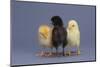 Rhode Island Red, Black Sex-Link and Leghorn Chicks in a Row-DLILLC-Mounted Photographic Print