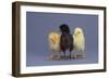 Rhode Island Red, Black Sex-Link and Leghorn Chicks in a Row-DLILLC-Framed Photographic Print