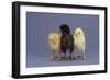 Rhode Island Red, Black Sex-Link and Leghorn Chicks in a Row-DLILLC-Framed Photographic Print