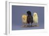 Rhode Island Red, Black Sex-Link and Leghorn Chicks in a Row-DLILLC-Framed Photographic Print