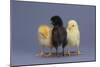 Rhode Island Red, Black Sex-Link and Leghorn Chicks in a Row-DLILLC-Mounted Photographic Print