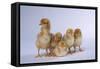 Rhode Island Red Chicks-DLILLC-Framed Stretched Canvas