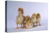 Rhode Island Red Chicks-DLILLC-Stretched Canvas